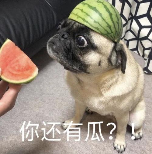 疫情吃瓜表情包,幽默中传递防疫正能量