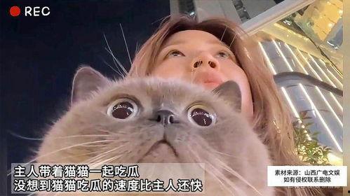 猫咪同步吃瓜,揭秘猫咪的娱乐生活