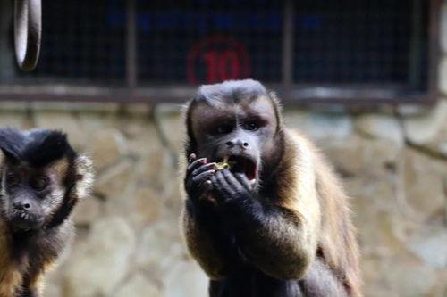 吃瓜看戏的瓜是什么瓜,揭秘娱乐圈的“瓜”中奥秘