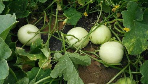 葫芦爷带你吃瓜,揭秘那些鲜为人知的瓜事