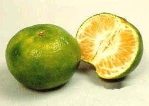 橘子吃瓜了吗,吃瓜了吗？