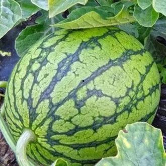 宁夏瓜可以吃么,美味瓜果的品尝指南