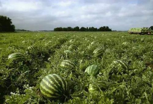 在边境吃瓜,一场独特的边境美食之旅